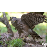 گونه پیغو Levant Sparrowhawk